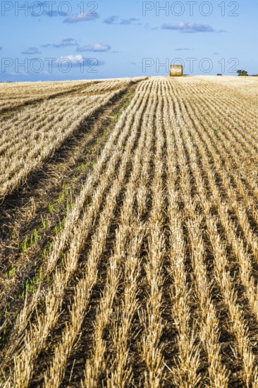 Straw bales in the Scottish fields, Southeast Scotland, UK