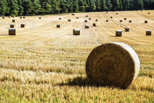 Straw bales in the Scottish fields, Southeast Scotland, UK