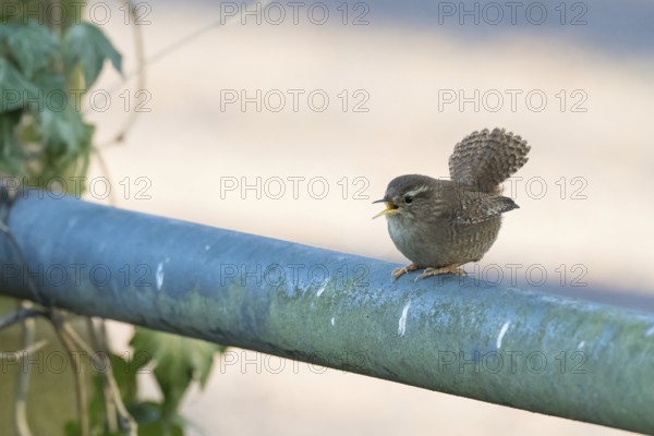 A wren (Troglodytes troglodytes) sits on a railing and sings, Hesse, Germany