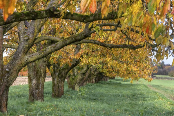 Old cherry trees (Prunus avium) of a plantation in autumn colour, Karsberg, Upper Franconia, Bavaria, Germany