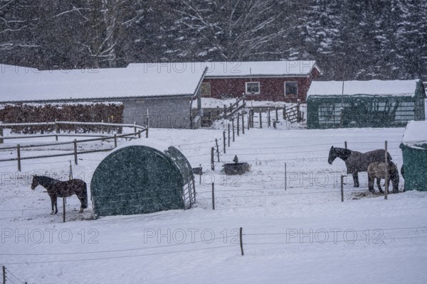 Horses in a paddock, snowy in winter, snowfall, in Elfringhauser Switzerland, near Sprockhövel, North Rhine-Westphalia, Germany