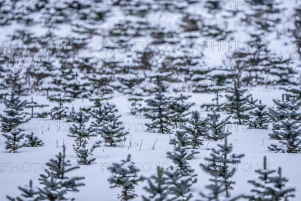 Nursery, Christmas trees, blue firs, still young plants, in a row, in winter, near Oberelfringhausen in Elfringhauser Switzerland, near Hattingen, North Rhine-Westphalia, Germany