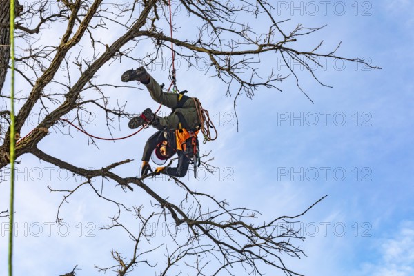 Detroit, Michigan - Members of the Detroit Arborist Collective trim dead branches from a burr oak tree. They also checked for the presence of oak wilt disease