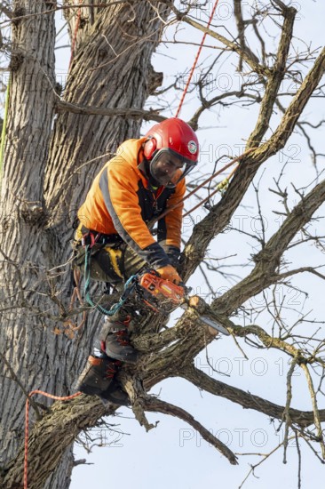 Detroit, Michigan - Members of the Detroit Arborist Collective trim dead branches from a burr oak tree. They also checked for the presence of oak wilt disease