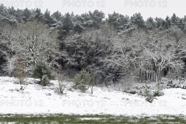 Forest edge with English oaks (Quercus robur) and pines (Pinus sylvestris) in the snow, Emsland, Lower Saxony, Germany