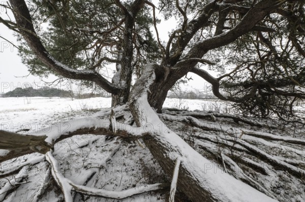 Old Scots pine (Pinus sylvestris), Emsland, Lower Saxony, Germany