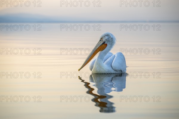 Dalmatian Pelican (Pelecanus crispus), Dalmatian Pelican, swimming, morning mood, in splendour, Lake Kerkini, Greece