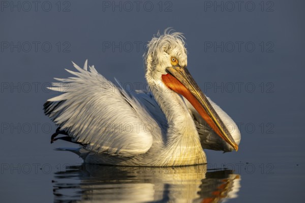 Dalmatian Pelican (Pelecanus crispus), Dalmatian Pelican, swimming, morning light, in its plumage, Lake Kerkini, Greece