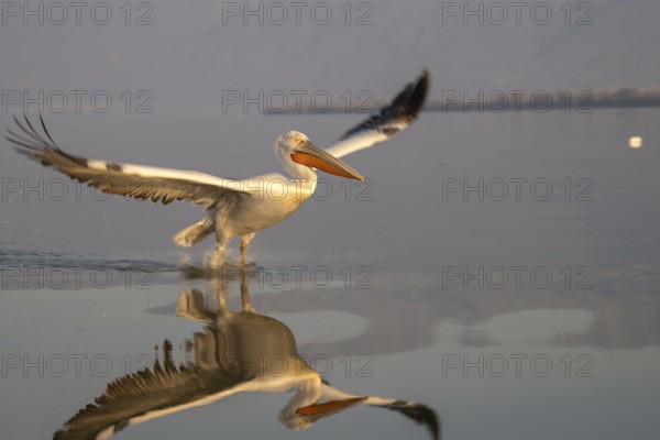 Dalmatian Pelican (Pelecanus crispus), Dalmatian Pelican in landing approach, morning light, in splendour, Lake Kerkini, Greece
