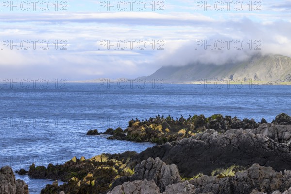 Atmospheric coastal landscape with cloudy sky over a vast sea on the coastal road in the north of the Varanger Peninsula with shags (Gulosus aristotelis) sitting on the rocky shore, Berlevåg, Finnmark, Norway