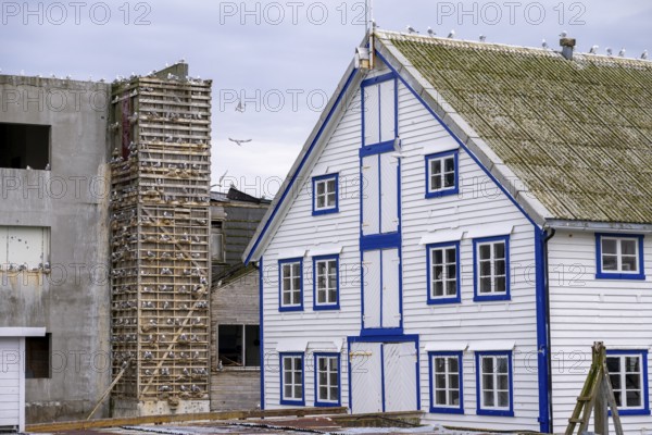 A traditional building with blue and white accents and a striking façade is seen next to an artificial bird cliff for kittiwakes (Rissa tridactyla) in the old fishing harbour of Berlevag, Berlevåg, Finnmark, Norway