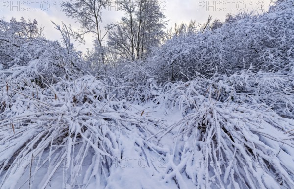 The onset of winter with snow in a forest and wetland in Hamburg's Vier- und Marschlanden near Fünfhausen. Kirchwerder, Hamburg, Germany