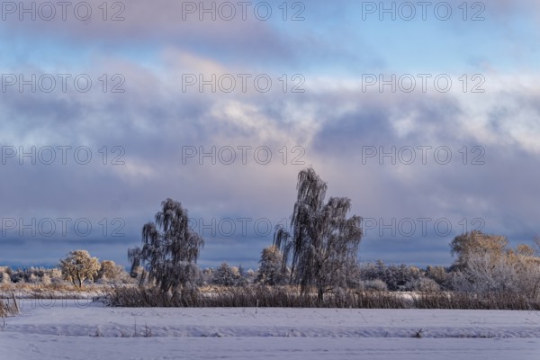 Winter evening in Hamburg's Kirchwerder Wiesen nature reserve in the Vierschlanden and Marschlanden. Kirchwerder, Hamburg, Germany
