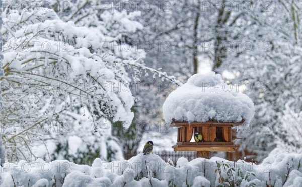 Garden birds find food in a birdhouse, bird feeder, after the onset of winter with snow in the Kirchwerder district of Hamburg. Fünfhausen, Kirchwerder, Hamburg, Germany