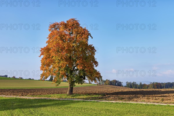 Discoloured pear tree (Pyrus), standing in a meadow, Beinwil, Freiamt, Canton Aargau, Switzerland