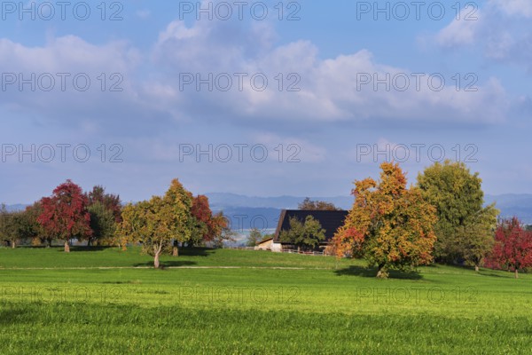 Discoloured pear trees (Pyrus), standing in a meadow, Beinwil, Freiamt, Canton Aargau, Switzerland