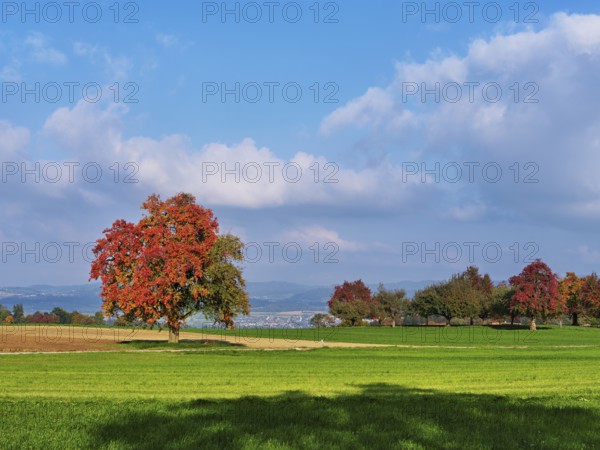 Red coloured pear trees (Pyrus), standing in a meadow, Beinwil, Freiamt, Canton Aargau, Switzerland