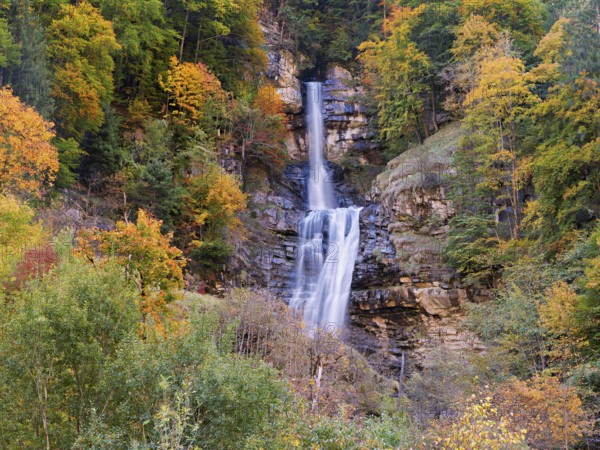 Autumn-coloured sycamore maple (Acer pseudo plantanus), at the Diesbach waterfall, Canton Glarus, Switzerland