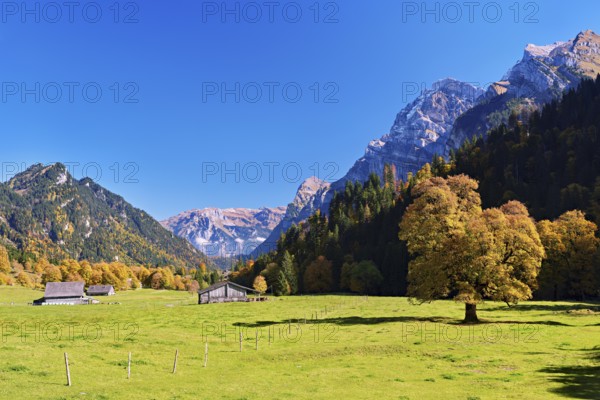 Autumn-coloured sycamore maple (Acer pseudo plantanus), against a mountain backdrop, Canton Glarus, Switzerland