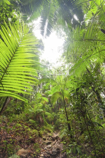 Upward view into ancient Gondwana forest canopy at Minyon Falls track, Lismore, Nightcap National Park, New South Wales, Australia