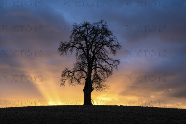 Solitary pear tree (Pyrus) at sunset with sunbeams. Rhine-Neckar district, Baden-Württemberg, Germany