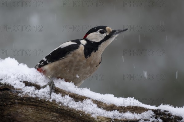 Great spotted woodpecker (Dendrocopos major), Emsland, Lower Saxony, Germany