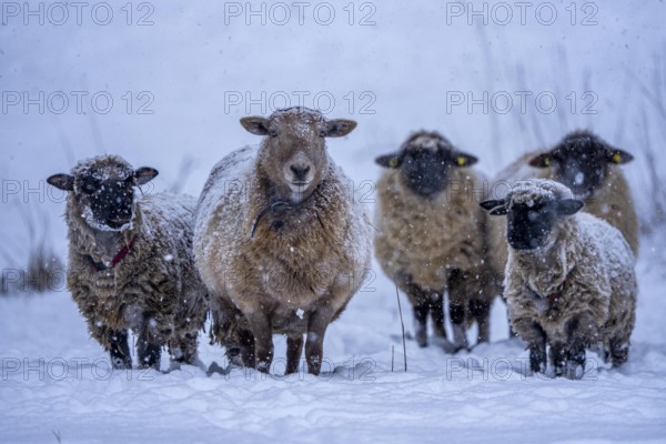 Winter weather, blowing snow, sheep on a snowy pasture, looking for food, thick fur, Elfringhauser Schweiz, near Hattingen, North Rhine-Westphalia, Germany
