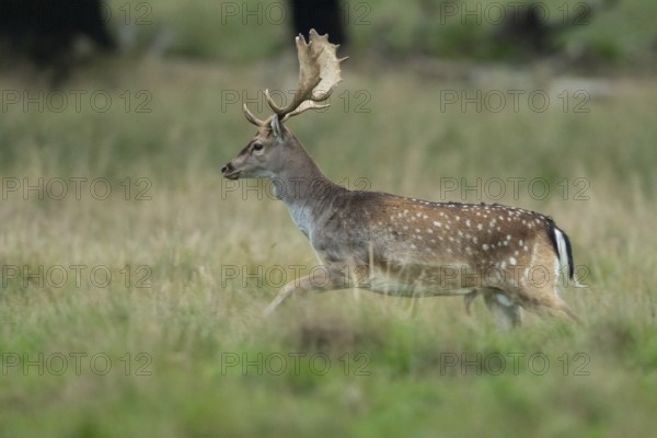 Male fallow deer (dama dama) in the run, Klamptenborg, Copenhagen, Denmark