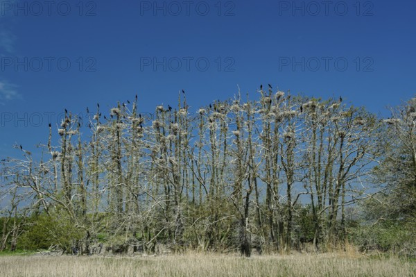 Cormorant (Phalacrocorax carbo) in the breeding colony, Stralsund, Mecklenburg-Western Pomerania, Germany