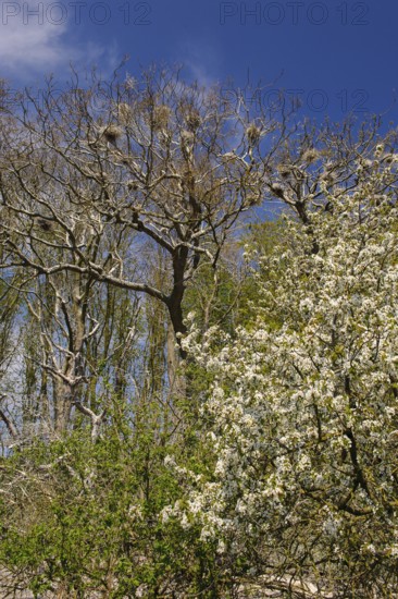 Cormorant (Phalacrocorax carbo) in the breeding colony, Stralsund, Mecklenburg-Western Pomerania, Germany