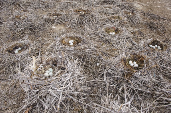 Male moose (Alces alces) in a meadow, Lauvsnes, Nordtronderlag, Norway