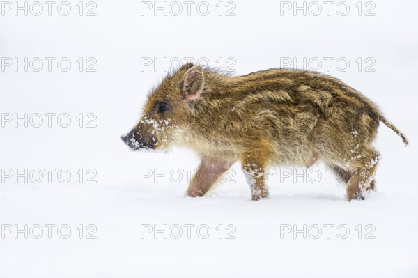 Wild boar (Sus scrofa) in the snow, fresh boar, Melle, Lower Saxony, Germany