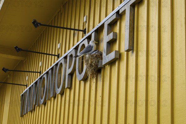 Yellow building of the Norwegian state wine monopoly with sign and floodlights and a breeding kittiwake (Rissa tridactyla) in the sign, blue sky, Båtsfjord, Finnmark, Norway