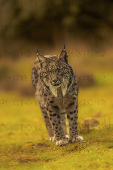 Common Lynx, Iberian Lynx, Lynx pardinus, Castilla La Mancha, Spain