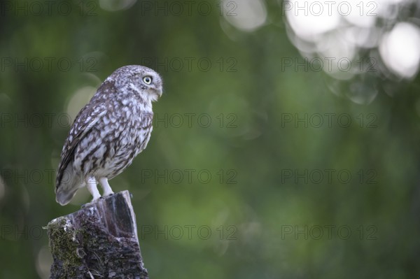 A little owl (Athene noctua) sitting alone on an old willow pole in front of a soft green background surrounded by some bouquet patterns, Osnabrücker Land, Lower Saxony, Germany