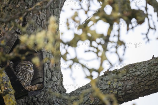 A little owl (Athene noctua) sits in an artificial nesting box and looks around attentively, Osnabrücker Land, Lower Saxony, Germany
