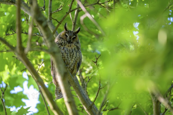 A long-eared owl (Asio otus) sitting on a branch, surrounded by green leaves in bright daylight, East Westphalia, North Rhine-Westphalia, Germany