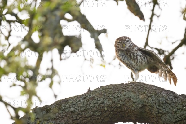 Little owl (Athene noctua) stretching out a wing on a branch of a pear tree (Pyrus communis), against a light-coloured background in a tree-rich environment, Osnabrücker Land, Lower Saxony, Germany