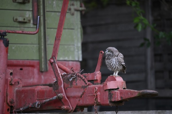A young little owl (Athene noctua) sitting on the drawbar of an old agricultural implement, Osnabrücker Land, Lower Saxony, Germany
