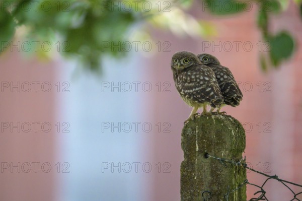 Two little little owls (Athene noctua) sitting on an old concrete fence post against the background of a house under soft green leaves, against a soft green background, Osnabrücker Land, Lower Saxony, Germany