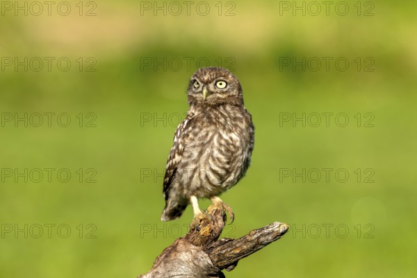 Little owl (Athene noctua) on tree trunk, bird, Race, Slovenia