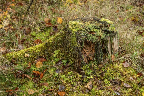 Tree stump with moss and autumn leaves in the forest in Skåne county, Sweden, Scandinavia