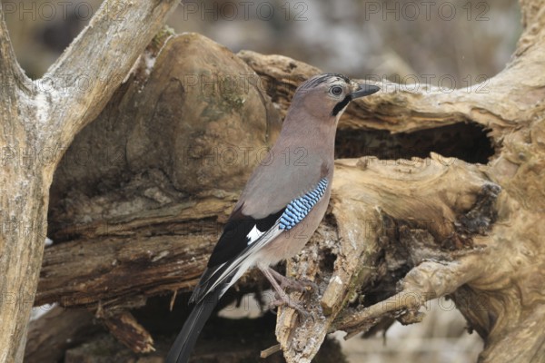 Eurasian jay (Garrulus glandarius) at winter feeding in the forest, Allgäu, Bavaria, Germany, Allgäu, Bavaria, Germany