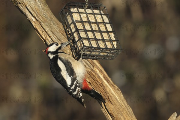 Great spotted woodpecker (Dendrocopos major) male at winter feeding in the forest, Allgäu, Bavaria, Germany, Allgäu, Bavaria, Germany