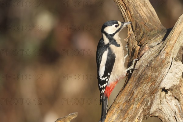 Great spotted woodpecker (Dendrocopos major) at winter feeding in the forest, Allgäu, Bavaria, Germany, Allgäu, Bavaria, Germany