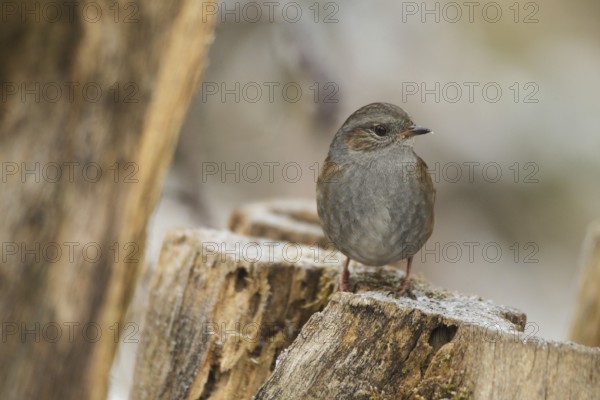 Dunnock (Prunella modularis) at winter feeding in the forest, Allgäu, Bavaria, Germany, Allgäu, Bavaria, Germany