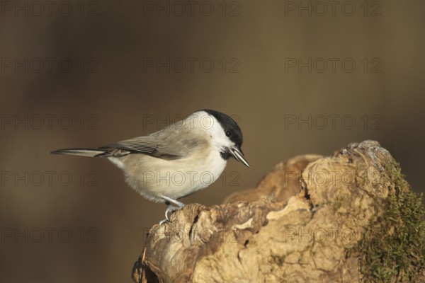 Marsh tit (Poecile palustris) or barn tit at winter feeding in the forest, Allgäu, Bavaria, Germany, Allgäu, Bavaria, Germany