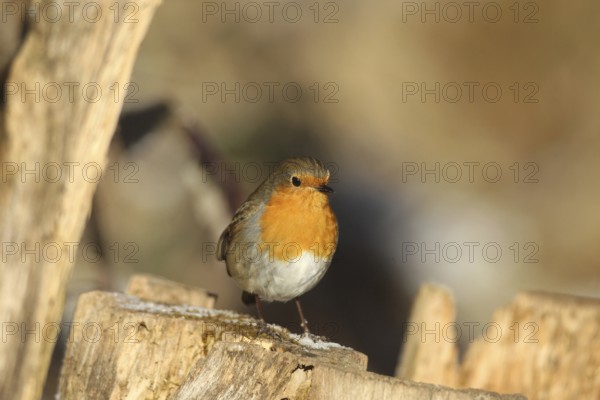 Robin (Erithacus rubecula) at winter feeding in the forest, Allgäu, Bavaria, Germany, Allgäu, Bavaria, Germany