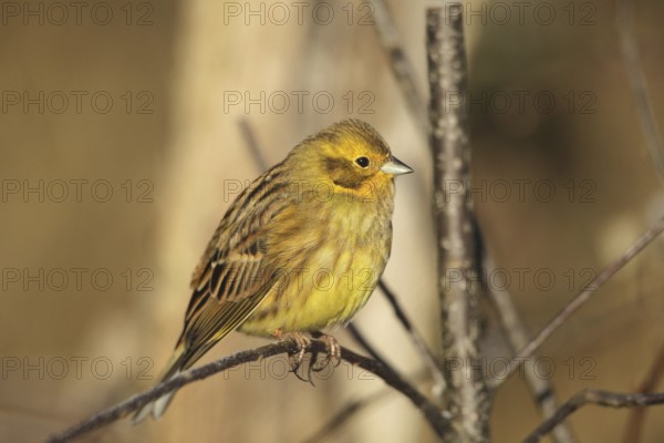Yellowhammer (Emberiza citrinella) male, Allgäu, Bavaria, Germany, Allgäu, Bavaria, Germany