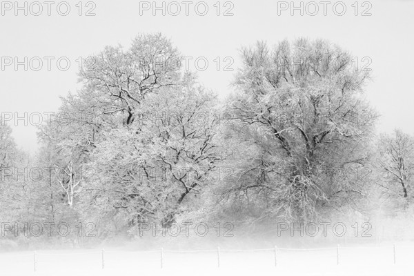 Trees covered with snow and ice in a winter landscape with fog, Schleswig-Holstein, Germany